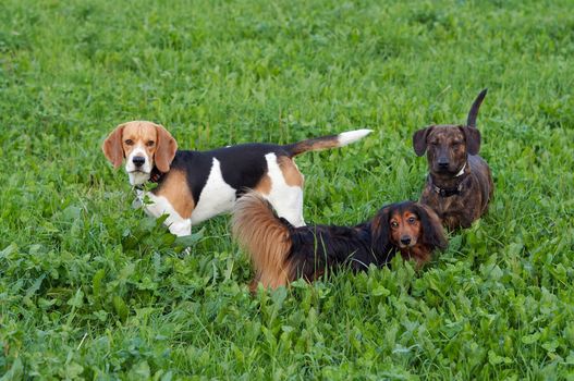 Various dogs on the meadow