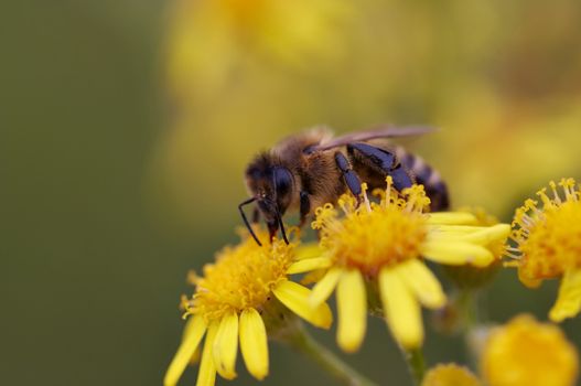 Detail of the honeybee with antheral dust - pollination