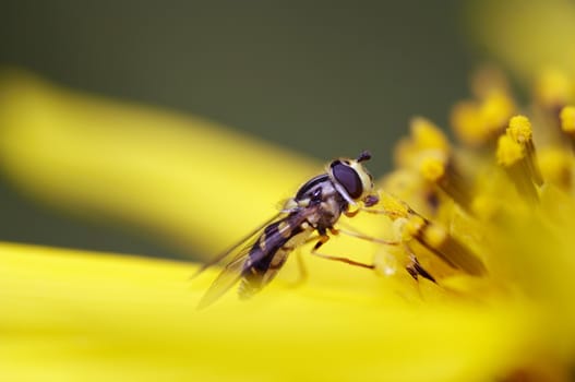 Detail of the syrphid fly on the flower