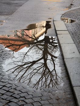 Abstract image of the tree mirroring in the puddle