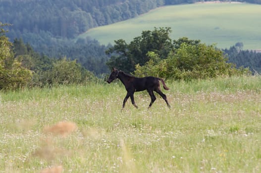 Image of the foal running through a meadow