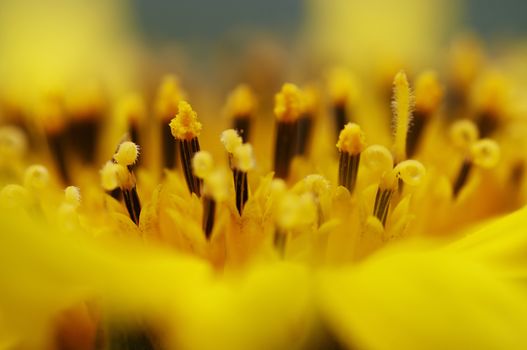 Macro of the bloom of flower - abstract