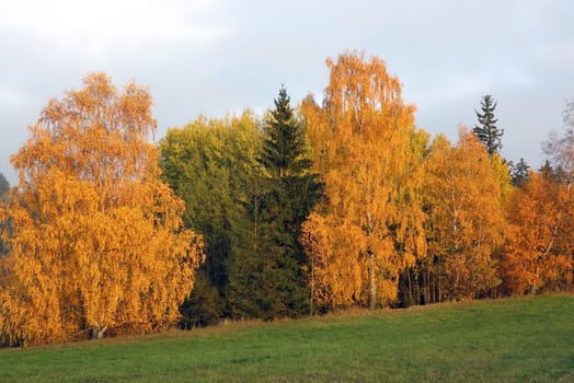 Image of the trees in autumn - colorful autumn