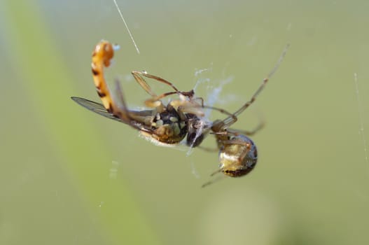 Detail of the syrphid fly in the cobweb - spider and its prey