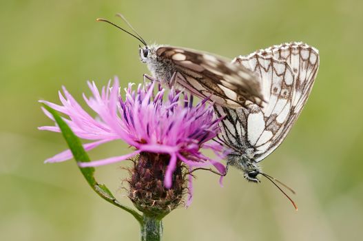 Detail - macro - of the two butterflies