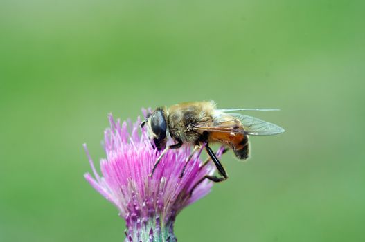 Pollination - Syrphyd fly on the bloom