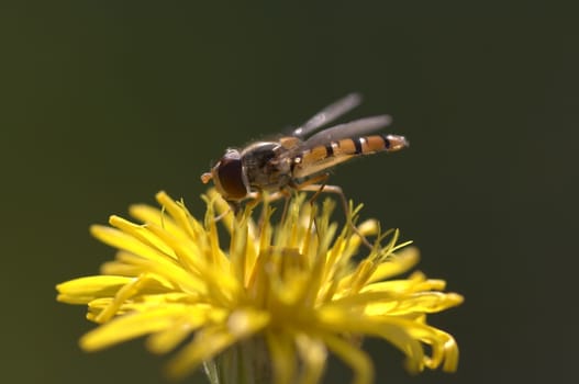 Detail of the syrphid fly on the flower