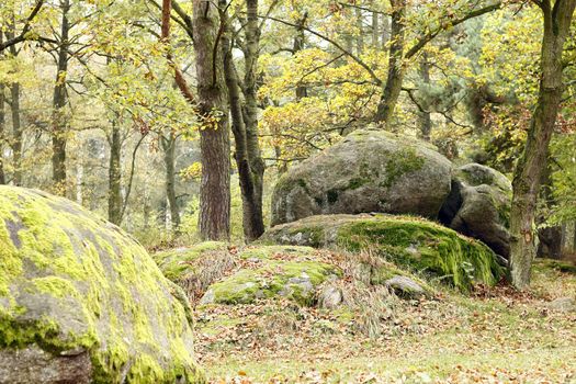 Image of the big boulder in the coniferous forest