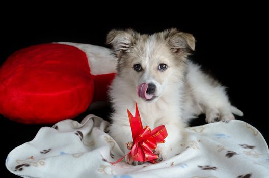 Fluffy puppy is lying on a napkin next to my pillow in the shape of a heart. Keeps paws and eats and licks treats for dogs, gift wrap. Black background.