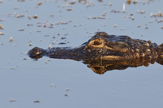 Closeup of an American Alligator (Alligator mississippiensis) floating in a pond - Merritt Island, Florida