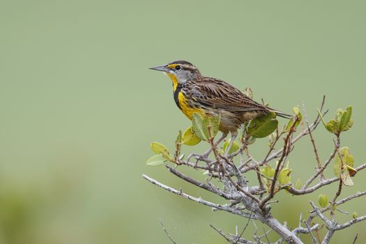 Eastern Meadowlark (Sturnella magna) perched in a shrub - Merritt Island, Florida