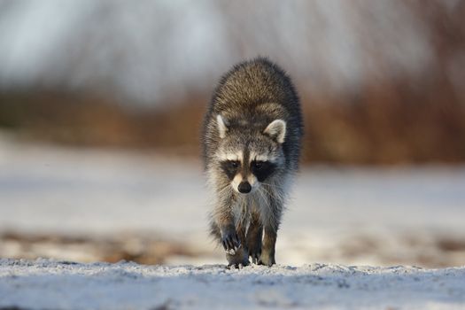 Raccoon (Procyon lotor) crossing a sandy beach - Fort De Soto Park, St. Petersburg, Florida