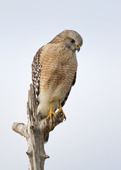 Red-shouldered Hawk (Buteo lineatus) perched in a dead tree - Melbourne, Florida