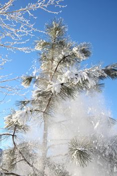 Snow falling from a tree against blue skies