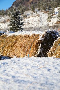 Snow covered round bales of hay on a farm