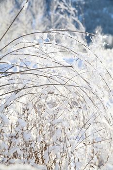 Snow covered twigs on a sunny day