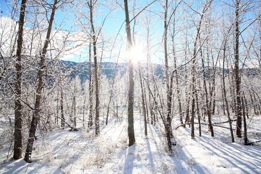 Snow covered trees and twigs on a sunny day