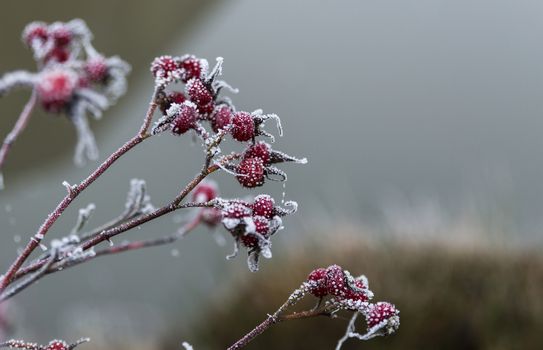 red berries with white ice crystals in winter nature