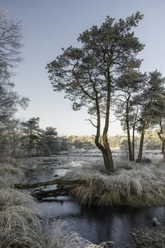 winter landscape in the dutch forest of Goirle  with frozenw ater and ice on the grass and trees