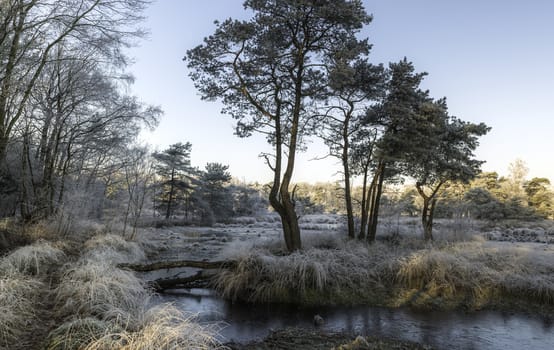 winter landscape in the dutch forest of Goirle  with frozenw ater and ice on the grass and trees