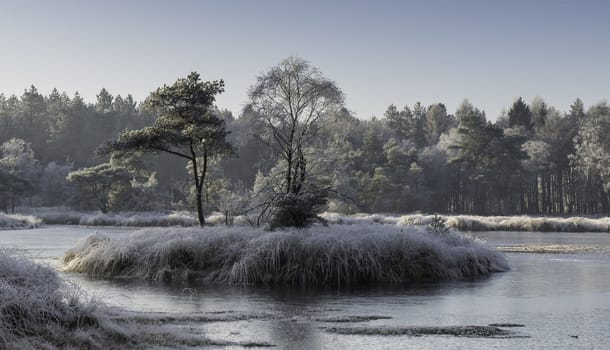 island with trees and plants in winter landscape in the dutch forest of Goirle  with frozen water and ice on the grass and trees