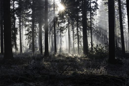 sunlight with sunbeams in the morning winter forest with ice and trees