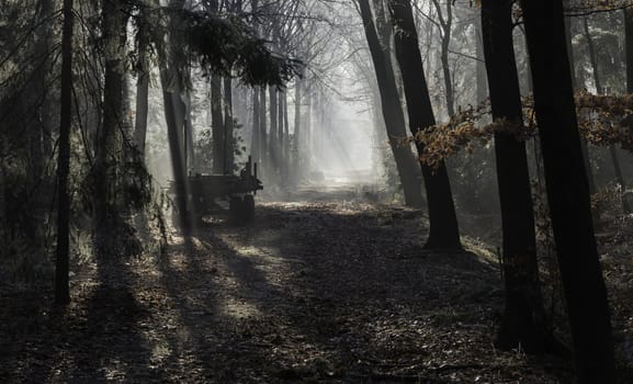 sunlight with sunbeams in the morning and old wooden car in the foothpath in winter forest with ice and trees