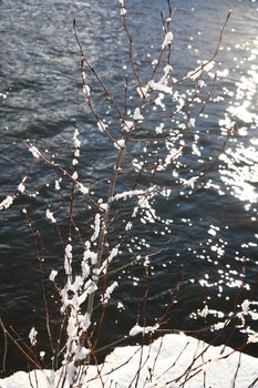 Snow covered twigs with a river in the background