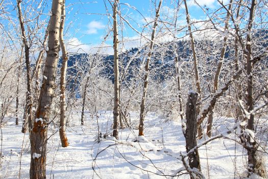 Snow covered trees and twigs on a sunny day