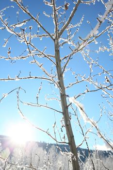 Snow covered trees and twigs on a sunny day