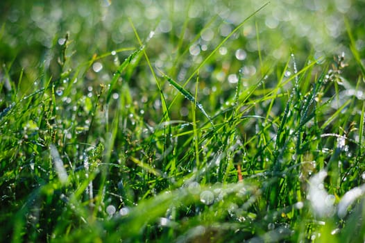 green grass and dew in summer Park.