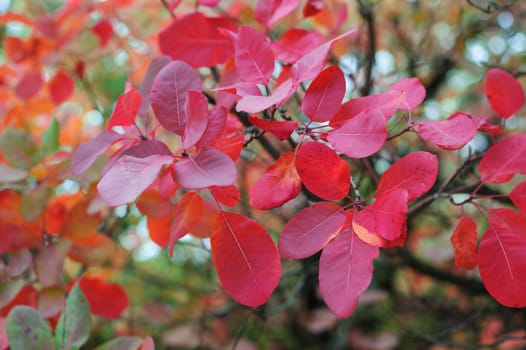 beautiful red leaves on a tree in autumn Park.