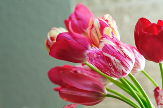 bouquet of Red tulips at the background.