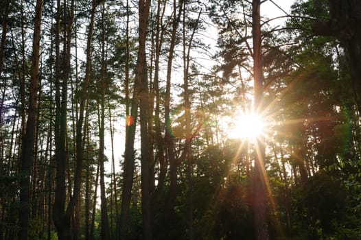 rays of the setting sun in a pine forest.