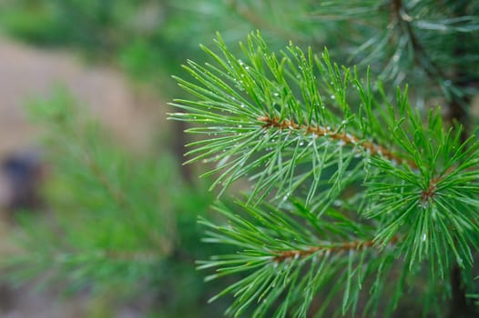 green pine branches with drops of dew in the Park.
