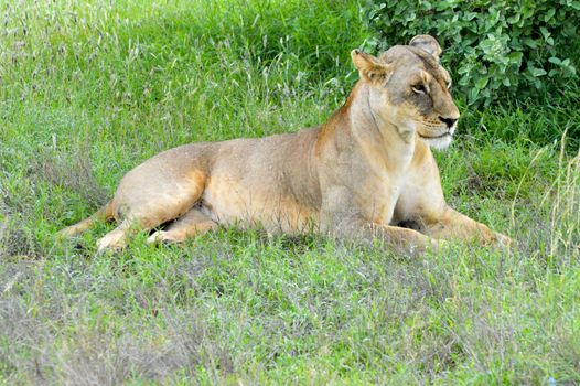 Two lionesses lying under a tree in East Tsavos Park in Kenya