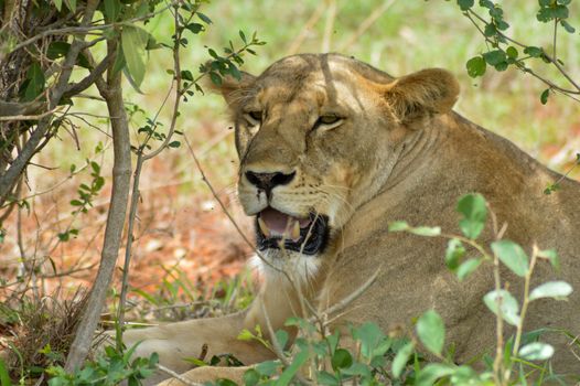 Lioness head lying under a tree in tsavos park in Kenya