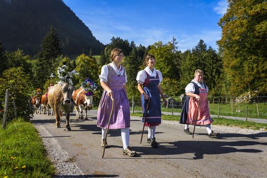 Charmey, Fribourg, Switzerland - SEPTEMBER 26 2015 : Farmers with a herd of cows on the annual transhumance at Charmey near Gruyeres, Fribourg zone on the Swiss alps