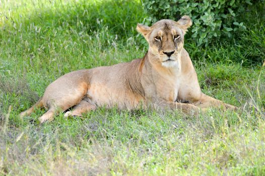 A lioness lying under a tree in East Tsavos Park in Kenya