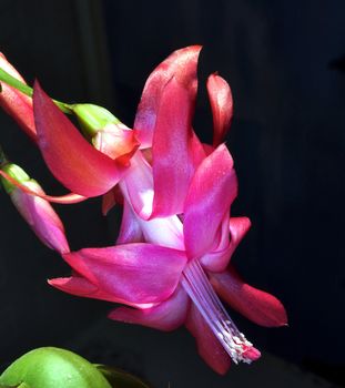 Stamens and Pistil macro photo of a pink Christmas Cactus. Selected focus, small depth of field.
