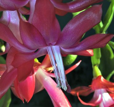 Stamens and Pistil macro photo of a pink Christmas Cactus. Selected focus, small depth of field.