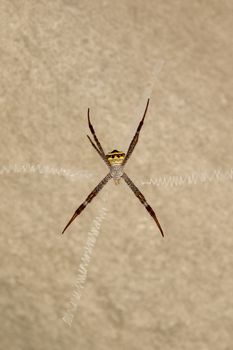 Image of spider on a brown background. Insect Animals.