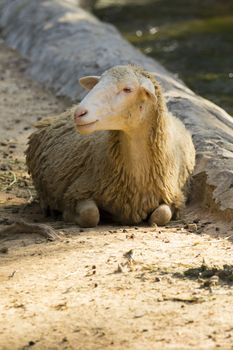 Image of a brown sheep relax on nature background in thailand. Farm animal