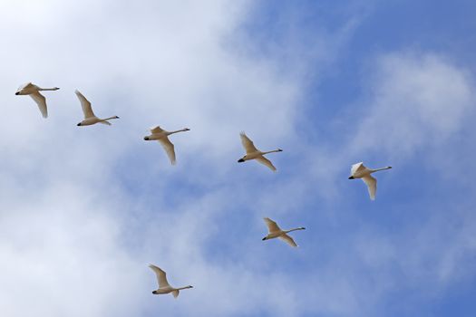 Migrating Tundra Swans ( Cygnus columbianus ) fly in V- formation after a lay over in Lancaster County, Pennsylvania, USA. This swan is similar to the Whistling Swan and Trumpeter Swan.