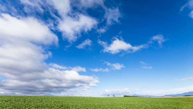 Green fields and blue sky at Tasmania, Australia