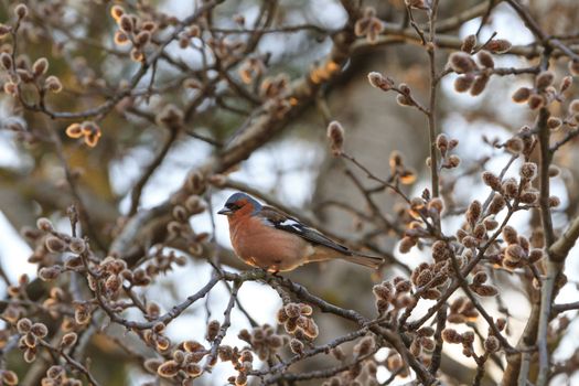 Singing bird on a branch against the evening sun,Spring buds on the trees, bird singing, finch