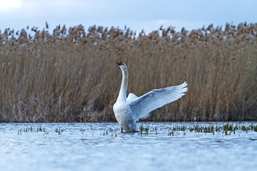 mute swan on blue lake flutters,great white bird, storm, cloudy skies