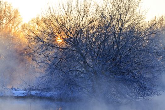 sun shines through the thick trees covered with frost,sunrise, morning, good morning,