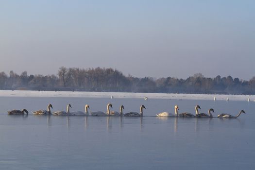 Swans feeding penetrate the ice on the river,together - power flock of white birds, winter survival, frost, ice