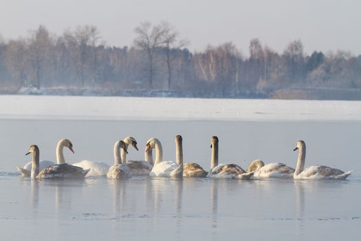 flock of white birds on winter river in fog,together - power flock of white birds, winter survival, frost, ice,mute swan